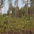 Miškų savininkai atsodins 1000 hektarų miško