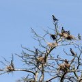 Mokslininkus pribloškė kormoranų padarytos žalos tyrimo išvados