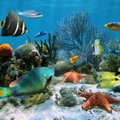 Rastas būdas, kaip atkurti išnykusius koralinius rifus