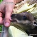 Motinos atstumtu kengūriuku meiliai rūpinasi Australijos zoologijos sodo darbuotojai