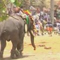 Indijos pietinėje dalyje per šventę įsisiautėjęs dramblys sukėlė paniką