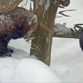 Raudonųjų pandų puotai Niujorke nesutrukdė net pūga