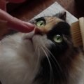 Menininkės iš Japonijos kuriami kačių portretai atrodo tuoj sumiauks