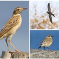 Ornitologai džiugina naujomis Lietuvai paukščių rūšimis