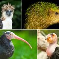 15 keisčiausių nykstančių pasaulio paukščių