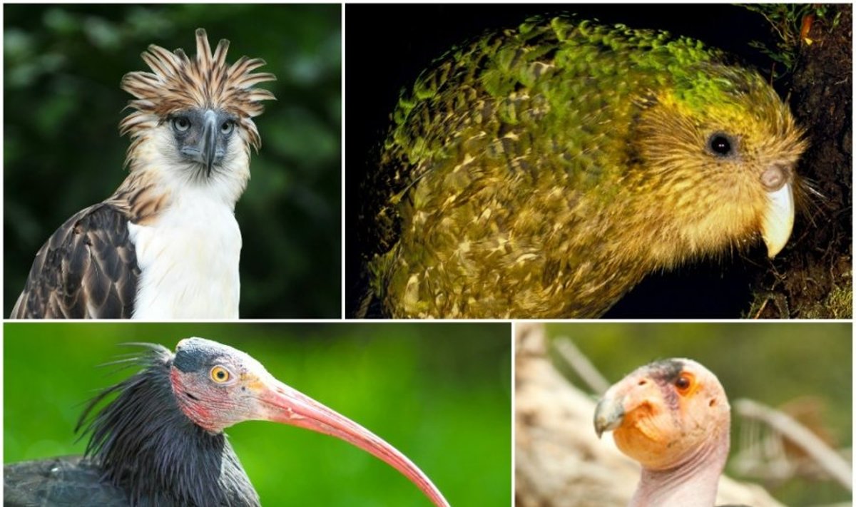 Keisčiausi ir rečiausi pasaulio paukščiai (AOP, Shutterstock nuotr.) 