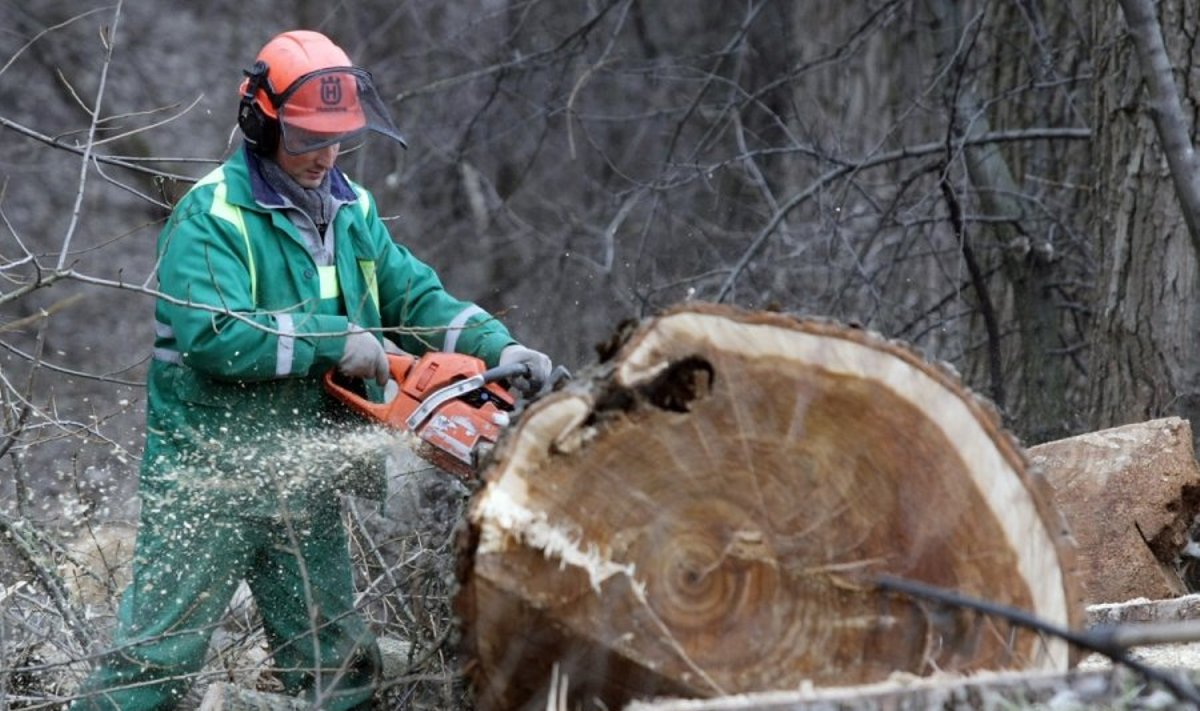 Už neteisėtus miškų kirtimus didins baudas