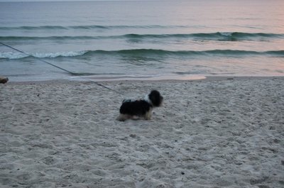 Šis mažylis atėjo pasižiūrėti jūros, deja, bet to daryti jam negalima