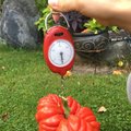 Ar saugu valgyti itin didelius pomidorus?