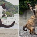 Stebinantys kadrai: fotografas pavertė kates kovotojomis