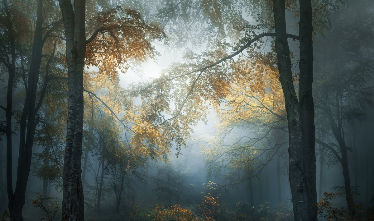 Laimėjimas - 2018 m. Atvirosios kategorijos fotografas/ Foto: Veselin Atanasov. Early Autumn.