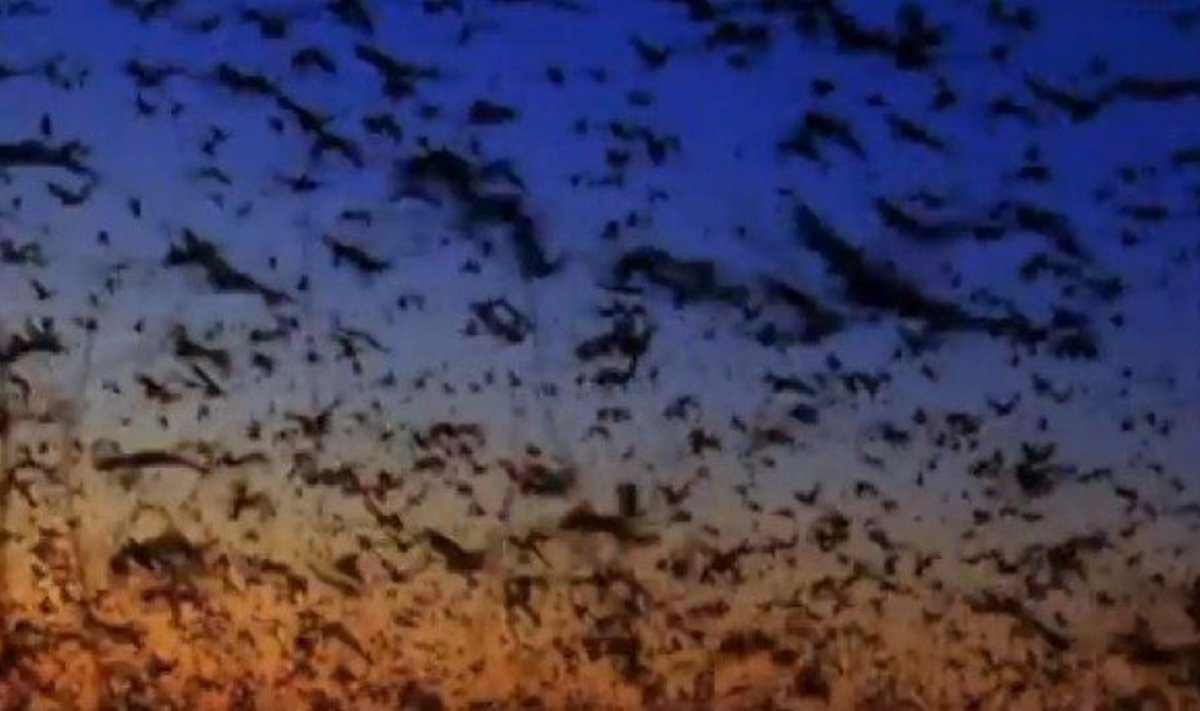 Skrandančios lapės - didžiausi pasaulio šikšnosparniai