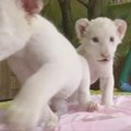 Pietų Korėjos zoologijos sodo lankytojus džiugina reti baltieji liūtukai