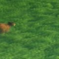Arizonoje juodojo lokio jauniklis išsivadavo iš spąstų ir paspruko