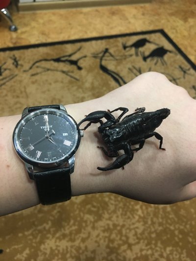 Buvęs augintinis Azijos miškų skorpionas