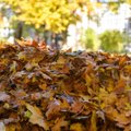Prieš užkurdamas lapų krūvą pagalvok – nuo baudos dydžio gali išpilti šaltas prakaitas