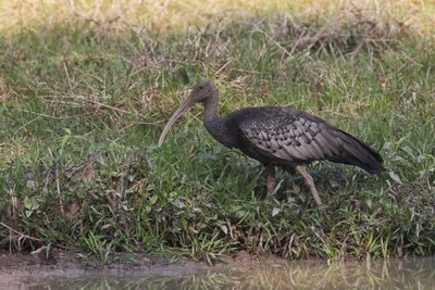 Didysis ibis (lot. Thaumatibis gigantea)