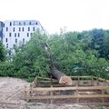 Felling of hundred-year-old oak sparks outrage in Vilnius