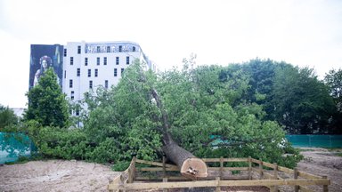 Felling of hundred-year-old oak sparks outrage in Vilnius