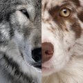 Kiek šuns ir vilko hibridų gyvena Lietuvos miškuose?