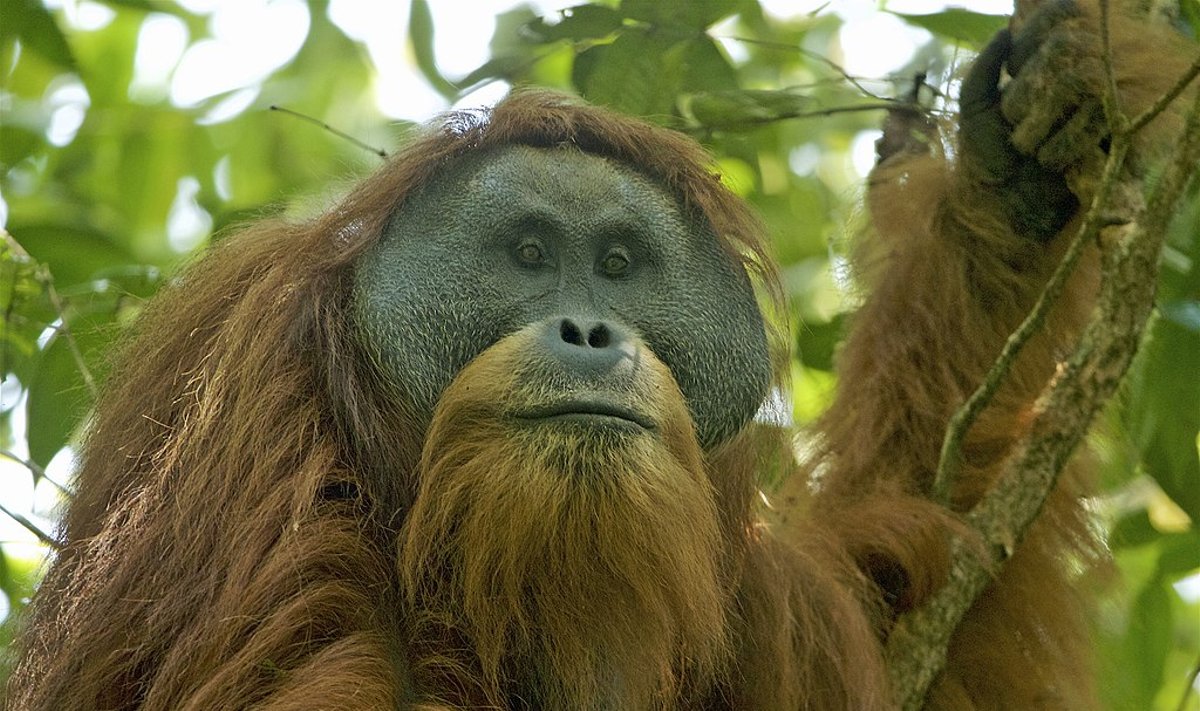 Tapanulio orangutanas