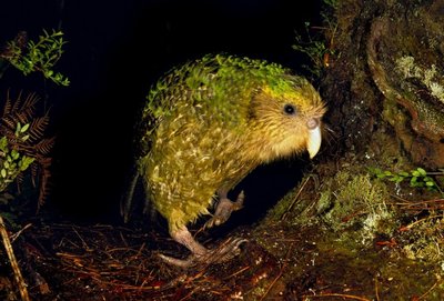 Kakapo (lot. Strigops habroptilus)