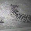 Londono zoologijos sode nufilmuotas tigriuko gimimas