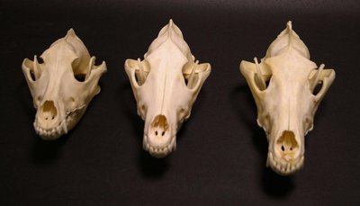Kaukolės skiriasi vizualiai: kairėje - šuns, viduryje - mišrūno, dešinėje - vilko. Renatos Špinkytės - Bačkaitienės daktaro disertacijos medžiaga