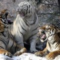 Finansinės krizės sužeisti Baltijos tigrai stojasi ant kojų