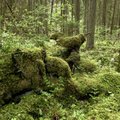 Už taromatuose paaukotą užstatą – pirmasis „Šlamančių“ miškas