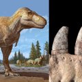 Mokslininkai atrado naują tiranozauro rex giminaitį – aptiktas milžiniško priešistorinio plėšrūno žandikaulis su dantimis