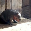 Zoologijos sodo lankytojams pristatyta nykstančių mažųjų hipopotamų jauniklė