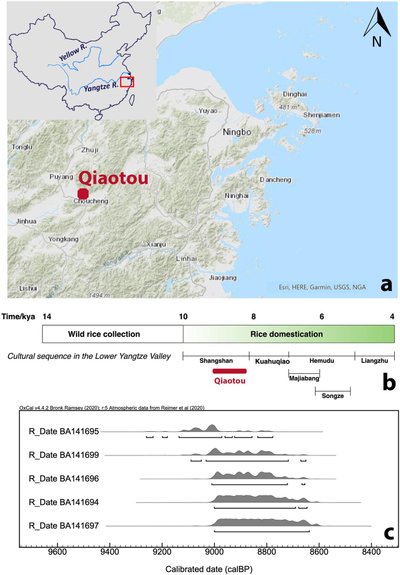 Kinijoje aptikti alaus gamybos įrodymai ir mikroskopiniai senovinio alaus likučiai. Jiajing Wang/Leping Jiang/Hanlong Sun iliustr.