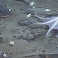 Pietų poliariniame vandenyne mokslininkai aptiko naujų gyvūnų rūšių