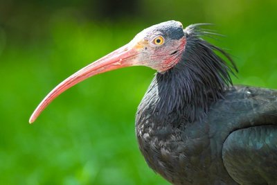 Šiaurinis plikasis ibis (lot. Geronticus eremita)