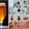 Puikiai išsilaikęs archeologų radinys 9000 metų amžiaus kape Kinijoje perrašys alaus istoriją