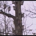 „Gamtos patruliai“:  kas ryžosi naikinti visoje Europoje unikalų Kauno ąžuolyną?