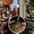 Panevėžio rajone mįslingai dingo katė: šeimininkai rado raštelį – „Jūsų katė išvežta“
