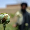 СМИ: Мьянма стала мировым лидером по производству опиума, обогнав Афганистан