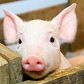 Sunerimo: kiaulių maras galėjo patekti į Radviliškio rajoną