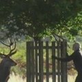 Londono parke vyras bėgdamas nuo įpykusio elnio įlipo į medį