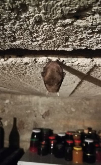 Rudasis ausylis Linos Mickuvienės nuotr.