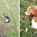 Neprižiūrimi gyvūnai klaipėdiečiams kelia nuostolius: po automobiliu tūnojusi katė sukėlė tikrą sąmyšį