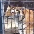 Nemalonus incidentas zoosode: tigras apšlapino smalsius lankytojus