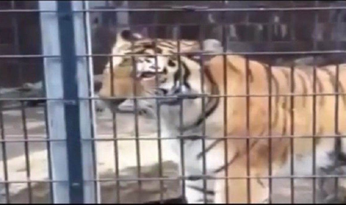 Sibirinis tigras nemaloniai nustebino zoosodo lankytojus