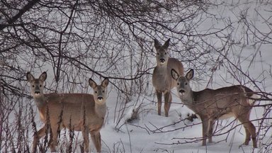 Žiemą daugėja į žmonių kiemus atklystančių laukinių gyvūnų: aplinkosaugininkai pataria, kaip to išvengti ir ką daryti sulaukus svečių