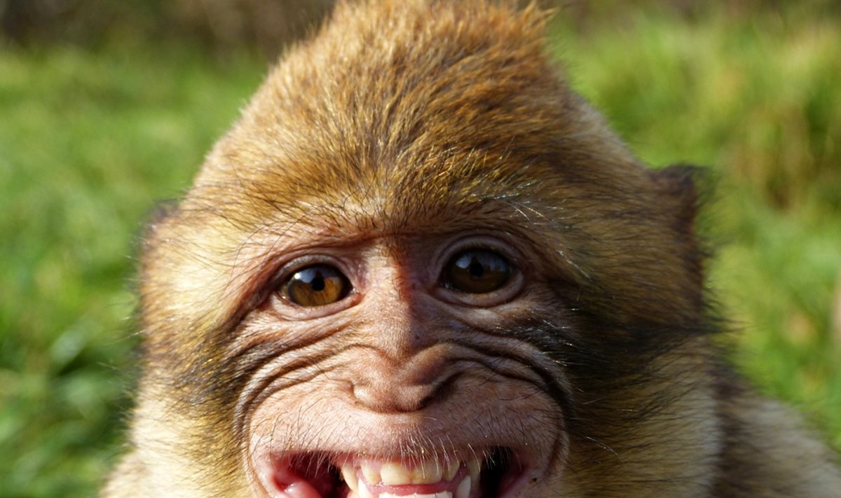 Beždžionės turėtų džiūgauti kartu su gyvūnų teisių gynėjais : jų pervežimas į laboratorijas - atšauktas 