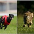 Greičiausias pasaulio šuo prieš greičiausią pasaulio katę