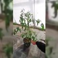 Kaip genėti aukštaūges pomidorų veisles