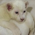 Baltieji liūtukai pasirodė Belgrado zoologijos sodo lankytojams